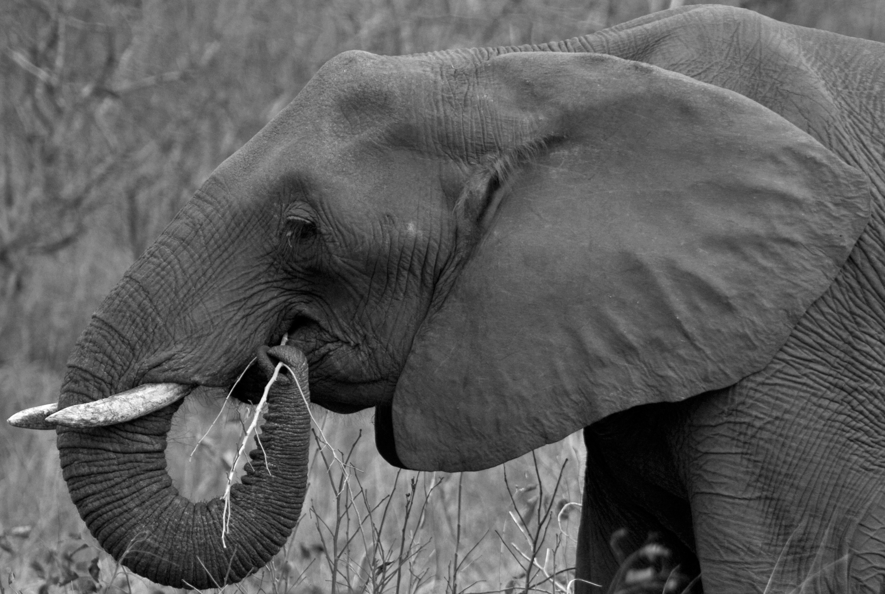 Elephant